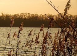 Jezioro, Trzcina, Zachód, Słońca