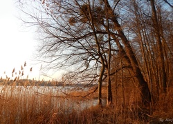Jezioro, Trzciny, Drzewa