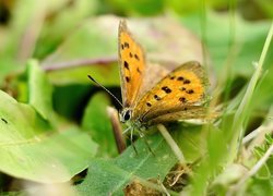 Brązowy, Motyl
