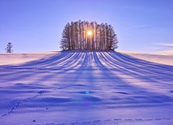 Śnieg, Pole, Drzewa, Przebijające, Słońce