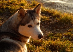 Husky, Spojrzenie, Trawa