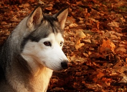 Husky, Mordka, Liście