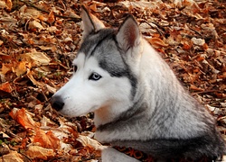 Husky, Suche, Liście