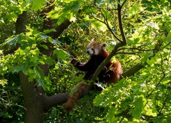 Drzewo, Miś, Panda, Pandka ruda