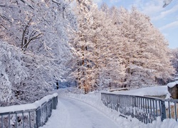 Most, Zima, Oszronione, Drzewa