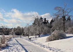 Zima, Park, Ławeczka