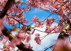Kwitnące, Drzewo, Ptak, Rozmycie