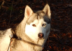 Siberian, Husky, Mordka