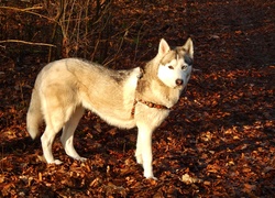 Siberian, Husky, Suche, Liście