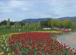 Park, Klomb, Tulipany, Góry