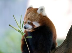 Panda, Drzewo, Gałązka, Pandka ruda