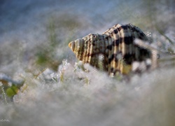 Muszla, Śnieg, Bokeh, Makro