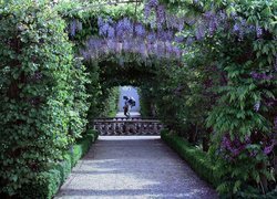 Park, Kwitnąca, Wisteria, Posąg