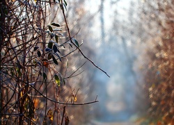 Liście, Zmarznięte, Rośliny, Bokeh