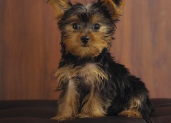 Szczeniak, Yorkshire Terrier