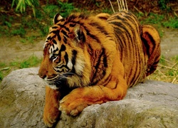 Tygrys, Bengalski, Skała