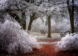 Zima, Park, Ławka, Oszronione, Drzewa