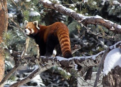 Panda, Czerwona, Drzewo, Pandka ruda