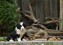 Szczeniak, Border Collie