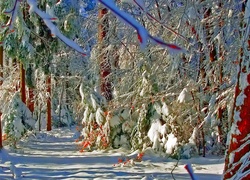 Zima, Śnieg, Las