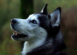 Siberian, Husky, Portret