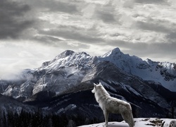 Góry, Wilk, Śnieg