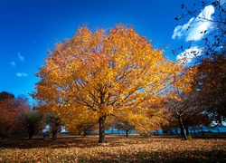 Park, Drzewa, Liście, Alejki, Jesień