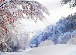 Zima, Śnieg, Las, Drzewa, Domek