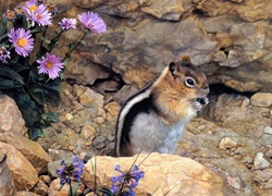 Chipmunk, Kamienie, Skały, Białe, Fioletowe, Kwiaty