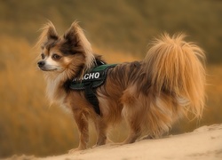 Spaniel, Papillon, Góra