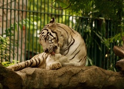 Tygrys, Skała, ZOO