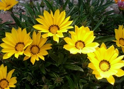 Kwiaty, Żółte, Gazanie