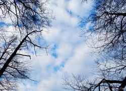 Niebo, Chmury, Gałęzie, Drzewa