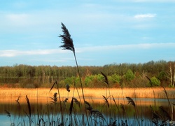 Jezioro, Trzcina, Drzewa