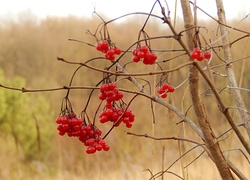 Czerwone, Owoce, Jarzębina