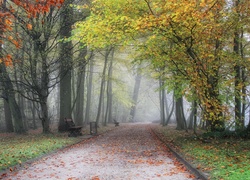 Park, Aleja, Mgła, Liście, Jesień