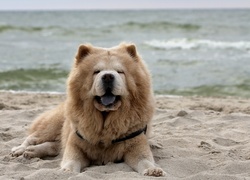 Chow Chow, Plaża, Morze