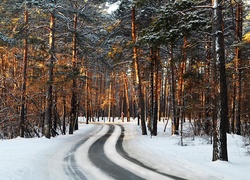 Zima, Droga, Las, Przebijające Światło