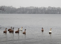 Łabędzie, Jezioro, Drzewa