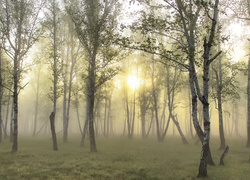 Las, Przebijające, Słońce, Mgła