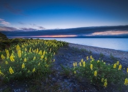 Nowa Zelandia, Jezioro, Taupo, Kwiaty, Żółty, Łubin