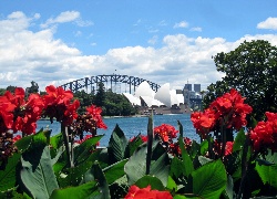 Czerwone, Kwiaty, Panorama, Sydney
