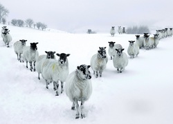 Śnieg, Owce