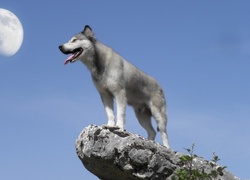 Husky, Skała, Księżyc, Niebo