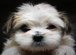 Shih Tzu, Mordka