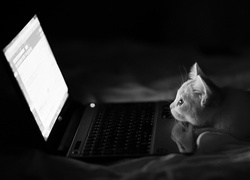 Kotek, Laptop