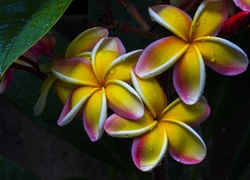 Kwiaty, Plumeria, Krople, Deszczu