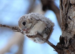 Wiewiórka, Chipmunk, Konar