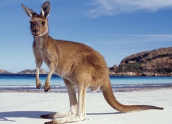 Kangur, Morze, Plaża, Góry, Australia