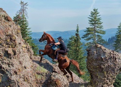 Koń, Jeździec, Góry, Choinki